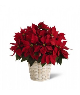 Red Poinsettia Red Poinsettia